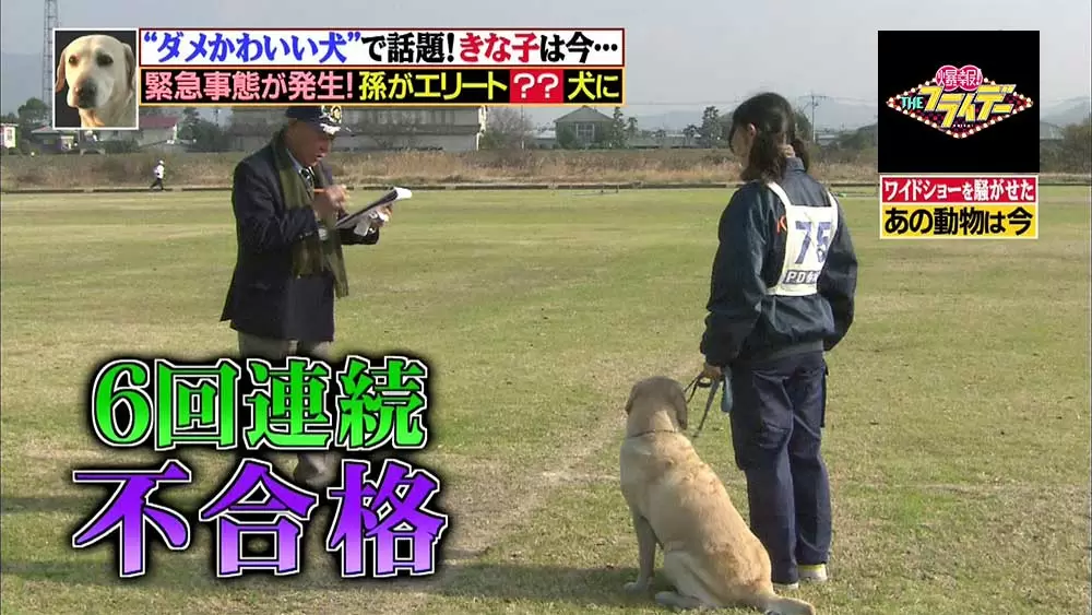 試験に落ちまくっていた警察犬きな子 その孫は驚きのエリート犬に Tbsテレビ 試験に落ちまくっていた警察犬きな子 その孫は驚きのエリート犬に Tbsテレビ