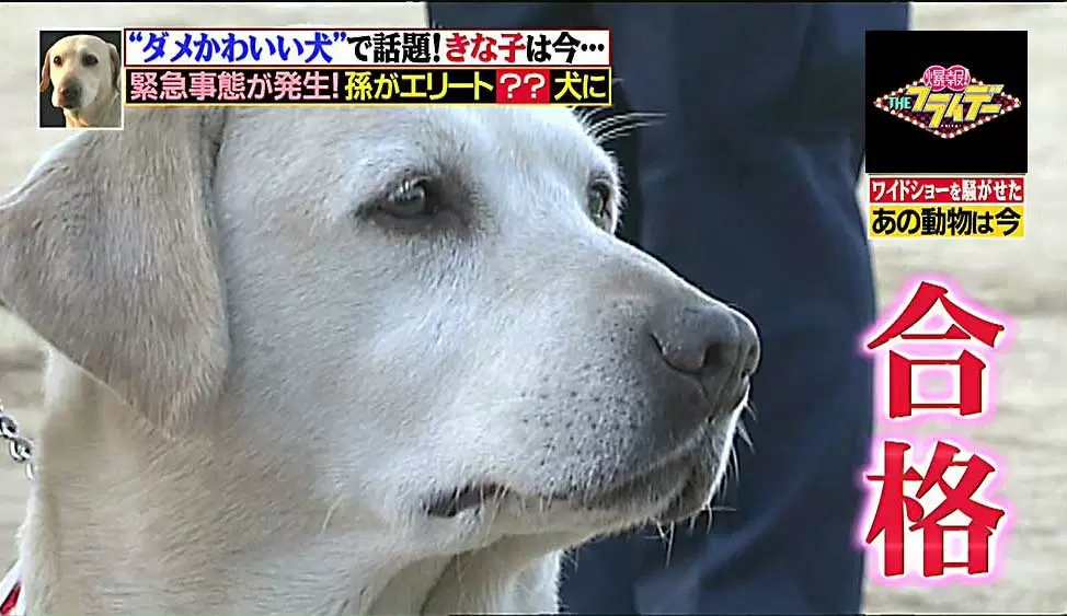 試験に落ちまくっていた警察犬きな子 その孫は驚きのエリート犬に Tbsテレビ 試験に落ちまくっていた警察犬きな子 その孫は驚きのエリート犬に Tbsテレビ