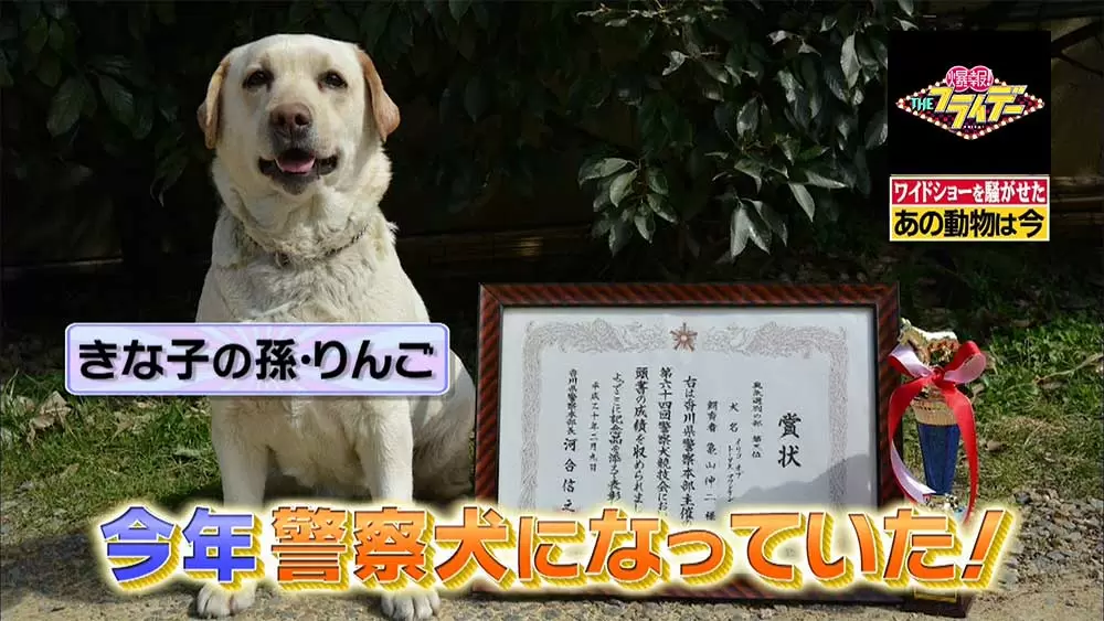 試験に落ちまくっていた警察犬きな子 その孫は驚きのエリート犬に Tbsテレビ 試験に落ちまくっていた警察犬きな子 その孫は驚きのエリート犬に Tbsテレビ