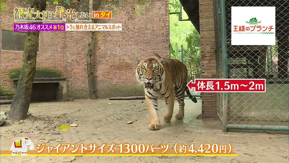 王様のブランチ】タイ観光大使の乃木坂46が直々にオススメする