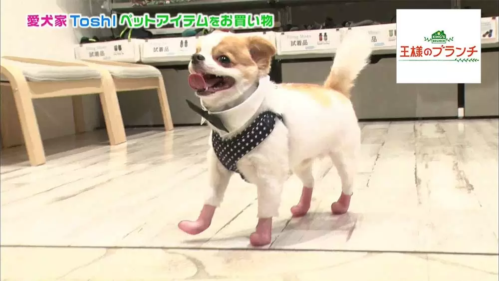 Toshlの愛犬にゃんたろうがカワイすぎる お台場で一緒にお買い物 王様のブランチ Tbsテレビ Toshlの愛犬にゃんたろうがカワイすぎる お台場で一緒にお買い物 王様のブランチ Tbsテレビ