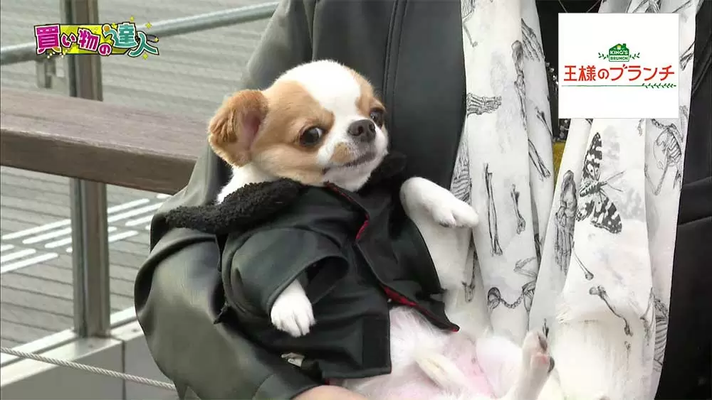 Toshlの愛犬にゃんたろうがカワイすぎる お台場で一緒にお買い物 王様のブランチ Tbsテレビ Toshlの愛犬にゃんたろうがカワイすぎる お台場で一緒にお買い物 王様のブランチ Tbsテレビ
