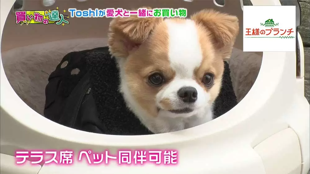 Toshlの愛犬にゃんたろうがカワイすぎる お台場で一緒にお買い物 王様のブランチ Tbsテレビ Toshlの愛犬にゃんたろうがカワイすぎる お台場で一緒にお買い物 王様のブランチ Tbsテレビ