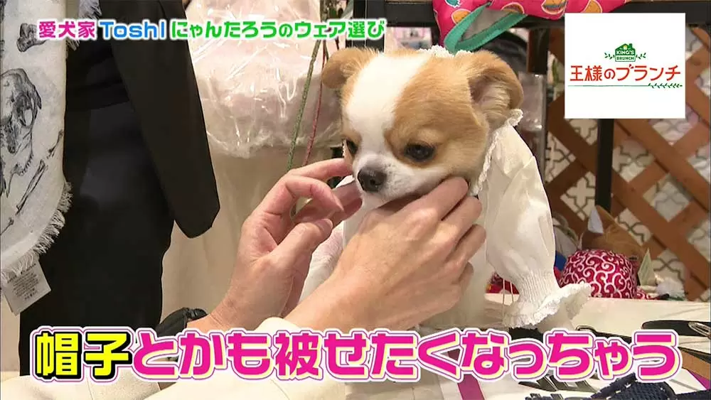 Toshlの愛犬にゃんたろうがカワイすぎる お台場で一緒にお買い物 王様のブランチ Tbsテレビ Toshlの愛犬にゃんたろうがカワイすぎる お台場で一緒にお買い物 王様のブランチ Tbsテレビ