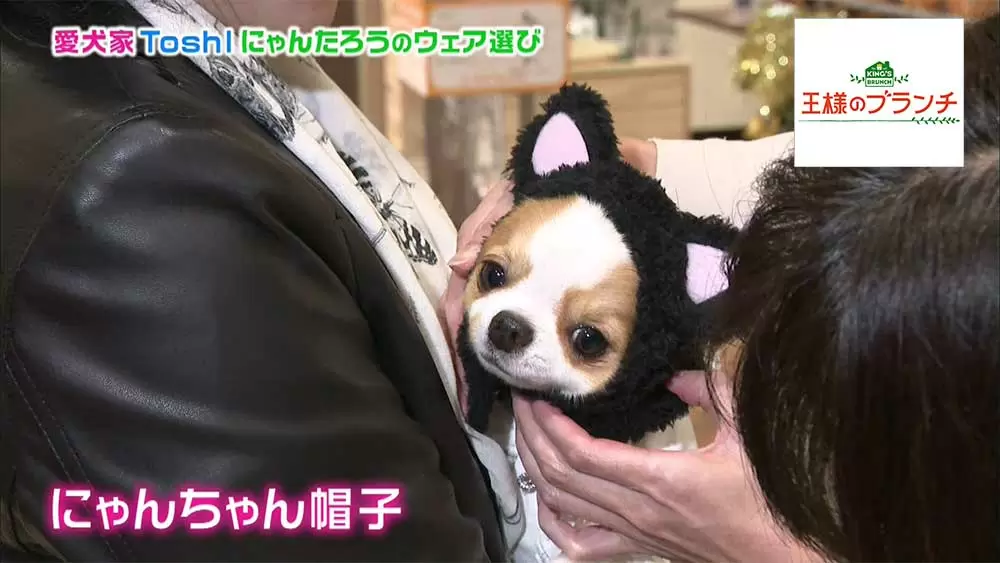 Toshlの愛犬にゃんたろうがカワイすぎる お台場で一緒にお買い物 王様のブランチ Tbsテレビ Toshlの愛犬にゃんたろうがカワイすぎる お台場で一緒にお買い物 王様のブランチ Tbsテレビ