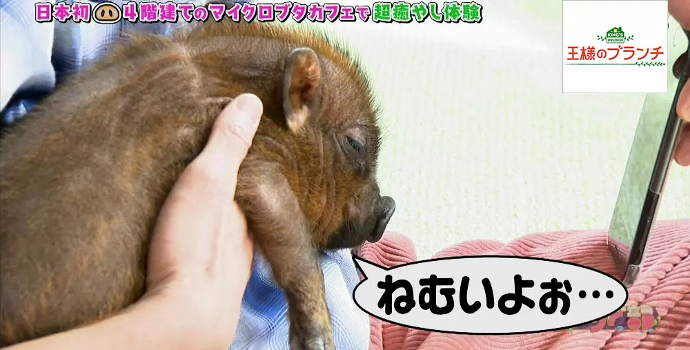 Gwの癒やし 癒される 楽しめる 動物と触れ合いたいときにおすすめのスポット Tbsテレビ