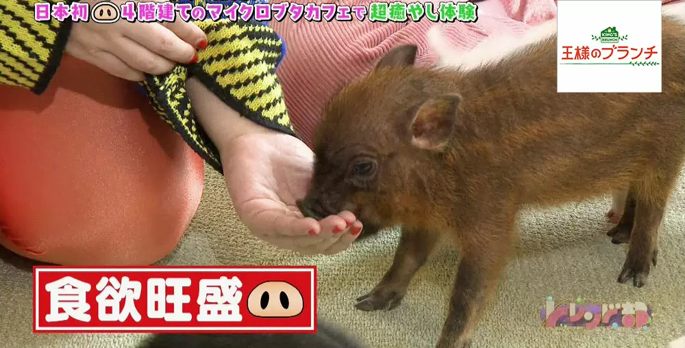 Gwの癒やし 癒される 楽しめる 動物と触れ合いたいときにおすすめのスポット Tbsテレビ