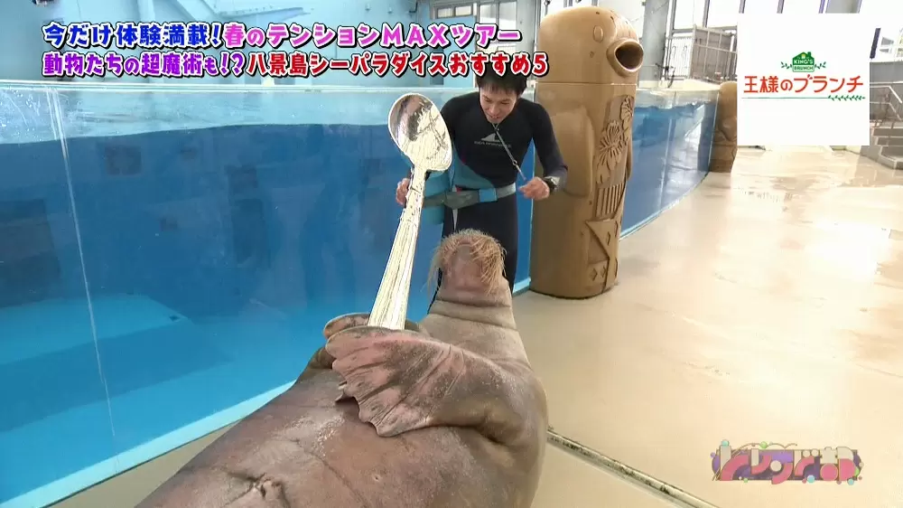 Mr マリックと動物たちのコラボ シーパラの超魔術ショーが面白い 王様のブランチ Tbsテレビ Mr マリックと動物たちのコラボ シーパラの超魔術ショーが面白い 王様のブランチ Tbsテレビ