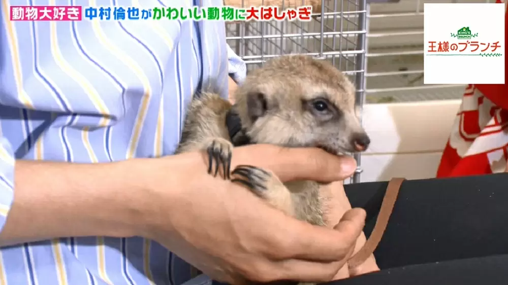 ミーアキャットも抱っこできる さまざまな動物と触れ合えるカフェに激萌え 王様のブランチ Tbsテレビ