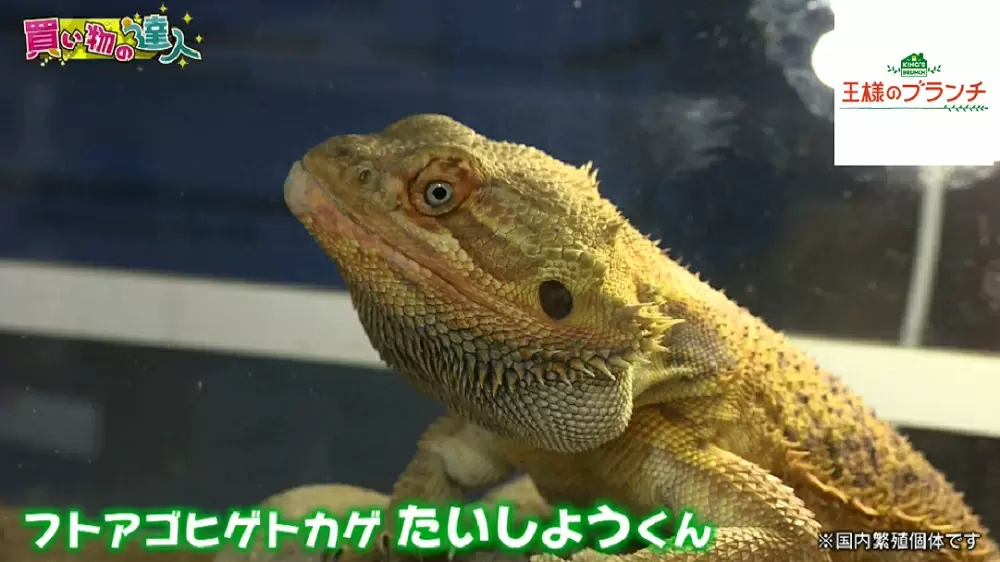 ミーアキャットも抱っこできる さまざまな動物と触れ合えるカフェに激萌え 王様のブランチ Tbsテレビ