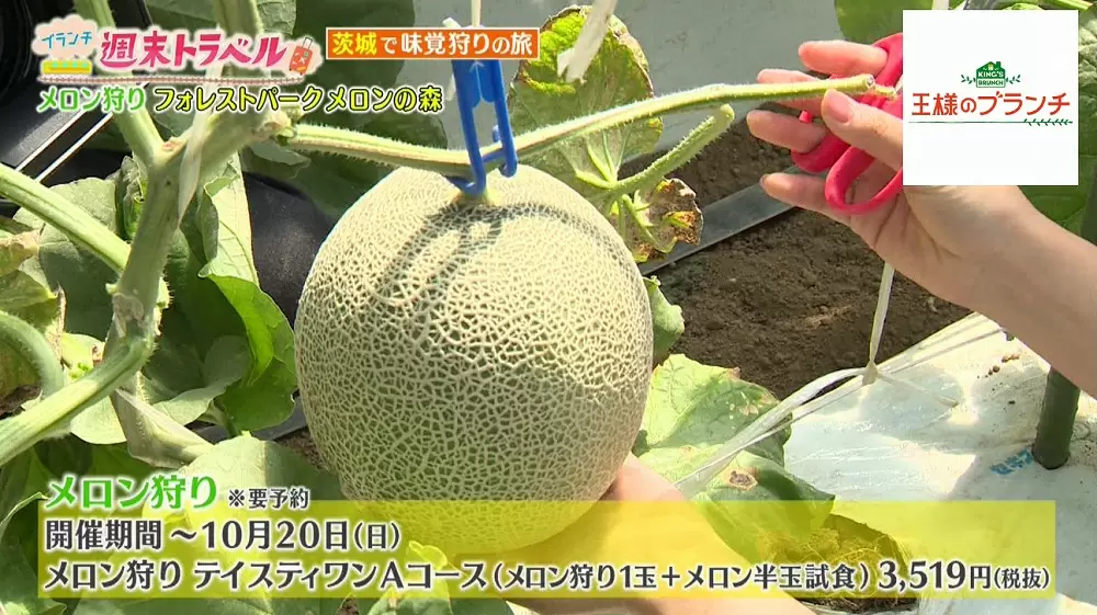 メロン好き必見 メロン1個からたった1つしか作れない究極スイーツ 王様のブランチ Tbsテレビ