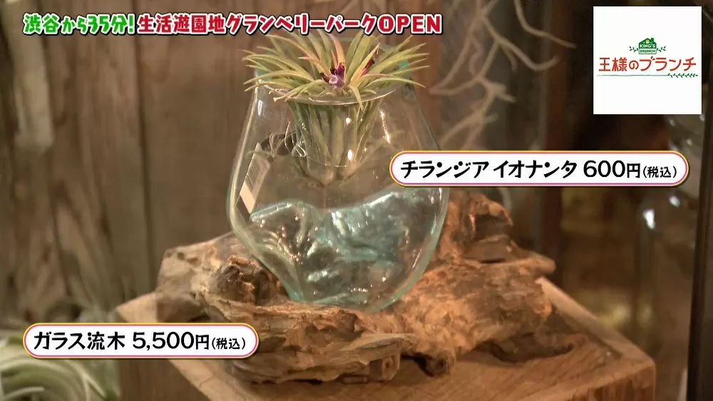 人気のエアプランツ