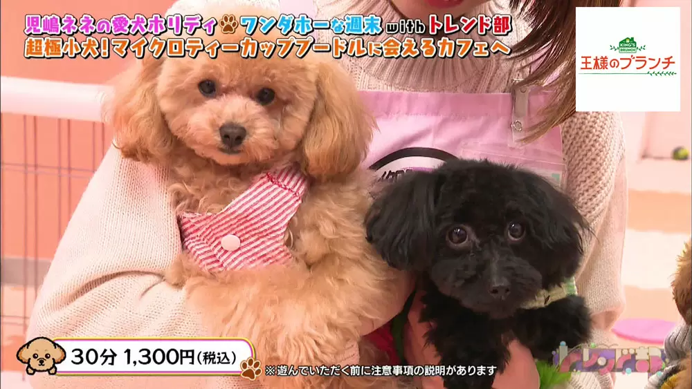 マイクロティーカッププードルに会えるカフェ伝授 愛犬に芸を教えるポイント 王様のブランチ Tbsテレビ