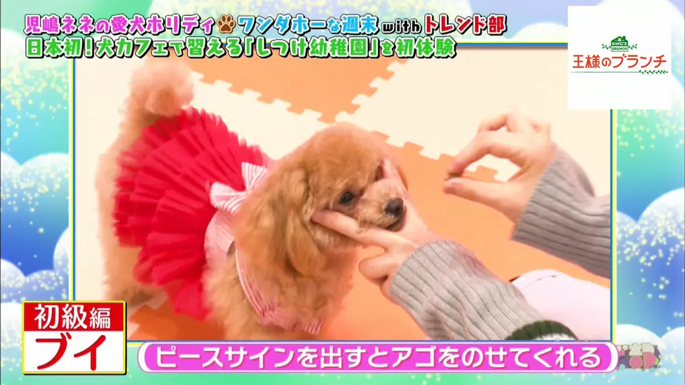 マイクロティーカッププードルに会えるカフェ伝授 愛犬に芸を教えるポイント 王様のブランチ Tbsテレビ マイクロティーカッププードルに会えるカフェ伝授 愛犬に芸を教えるポイント 王様のブランチ Tbsテレビ