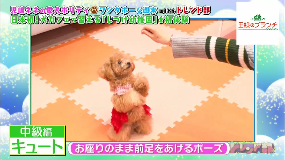マイクロティーカッププードルに会えるカフェ伝授 愛犬に芸を教えるポイント 王様のブランチ Tbsテレビ マイクロティーカッププードルに会えるカフェ伝授 愛犬に芸を教えるポイント 王様のブランチ Tbsテレビ