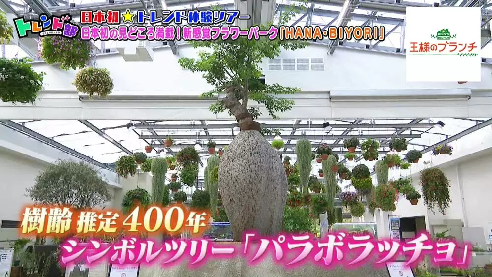 観客の感情でエンディングが変わる映像演出も 新感覚フラワーパーク がスゴい Tbsテレビ