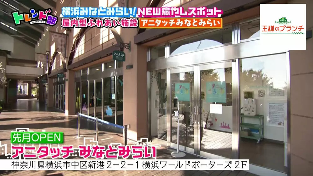 動物たちと 超至近距離 で触れ合える屋内型動物園 アニタッチ みなとみらい が横浜にオープン Tbsテレビ 動物たちと 超至近距離 で触れ合える屋内型動物園 アニタッチ みなとみらい が横浜にオープン Tbsテレビ