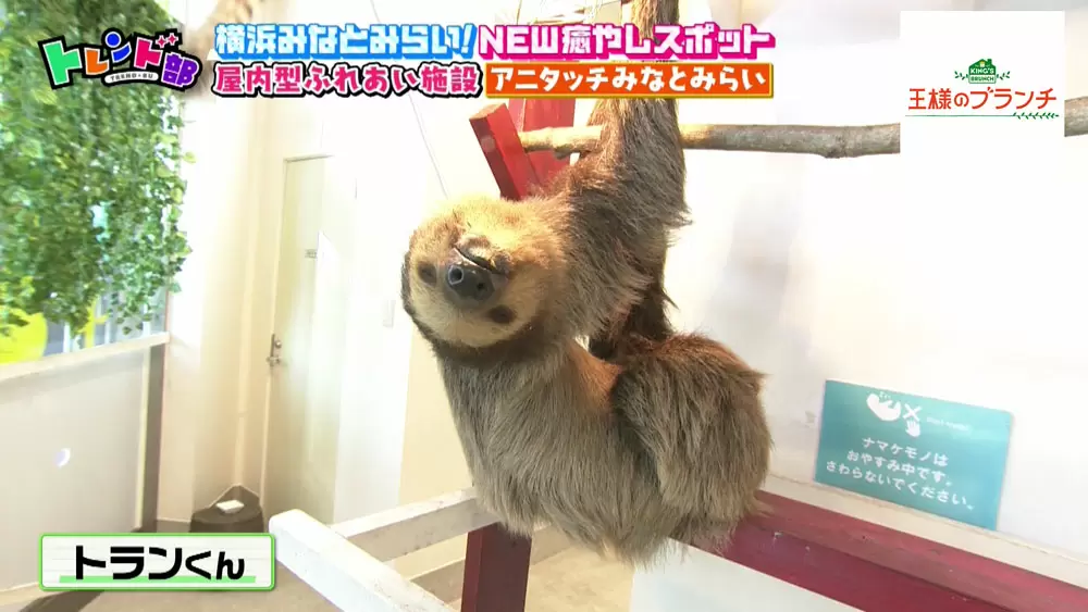 動物たちと 超至近距離 で触れ合える屋内型動物園 アニタッチ みなとみらい が横浜にオープン Tbsテレビ