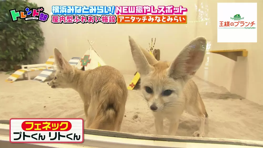 動物たちと 超至近距離 で触れ合える屋内型動物園 アニタッチ みなとみらい が横浜にオープン Tbsテレビ