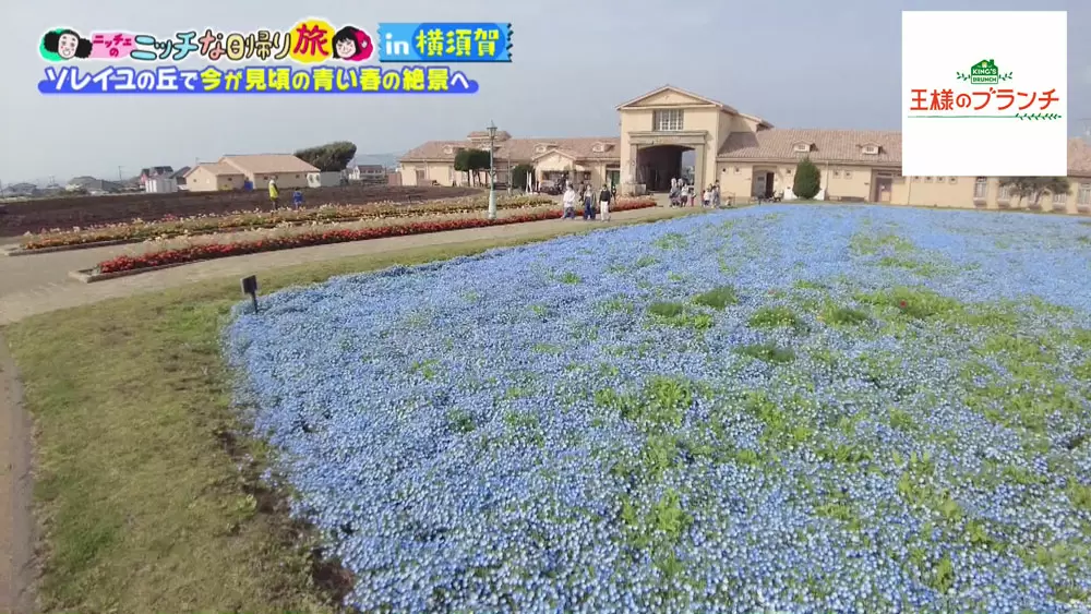 55万本のネモフィラが咲き誇り 動物たちに出会える ソレイユの丘 って Tbsテレビ 55万本のネモフィラが咲き誇り 動物たちに出会える ソレイユの丘 って Tbsテレビ