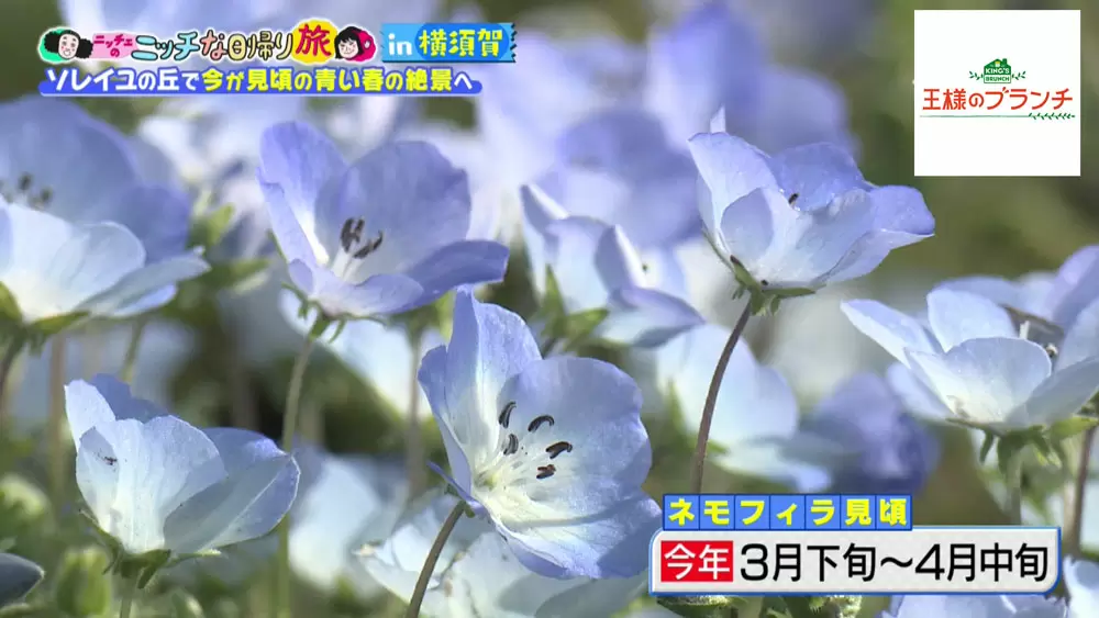 55万本のネモフィラが咲き誇り 動物たちに出会える ソレイユの丘 って Tbsテレビ