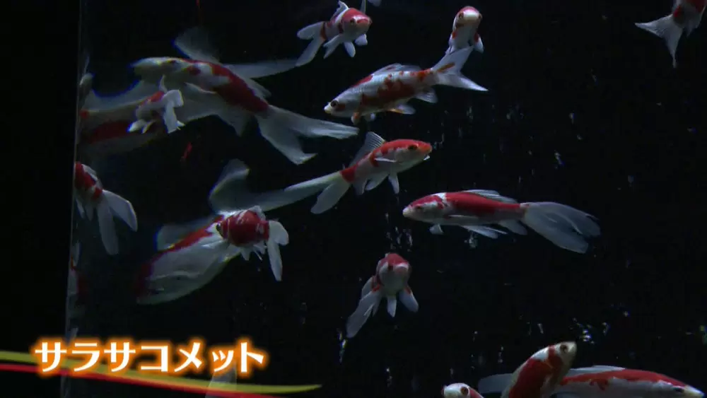 幻想的な金魚美術館や占い水族館など 夏に訪れたい アクアリウム 3選 Tbsテレビ 幻想的な金魚美術館や占い水族館など 夏に訪れたい アクアリウム 3選 Tbsテレビ