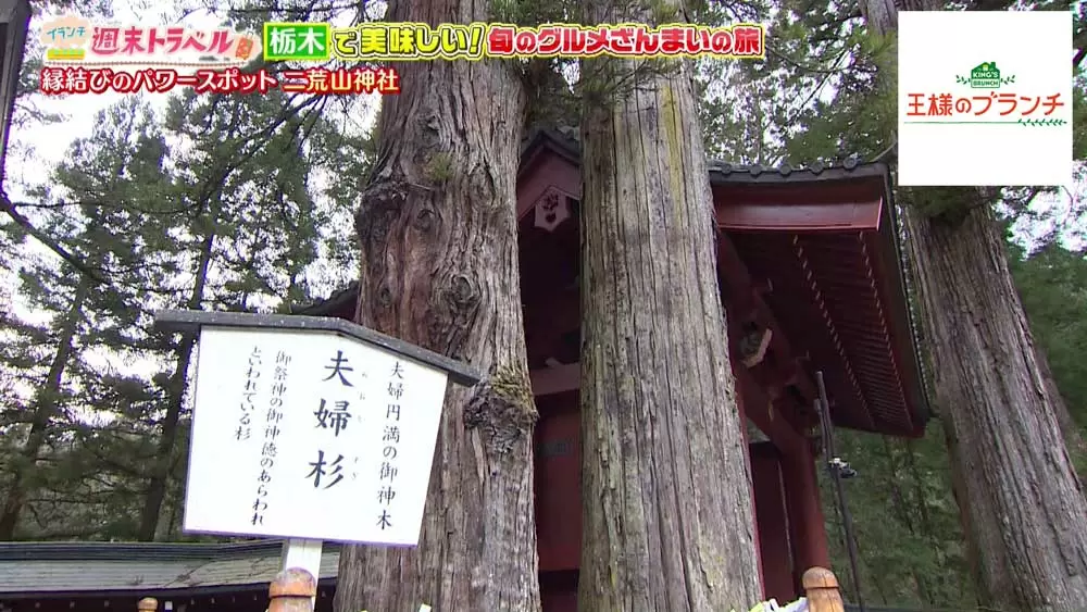 杉から楢の木が生えている！？「二荒山神社」は“縁結びのパワー