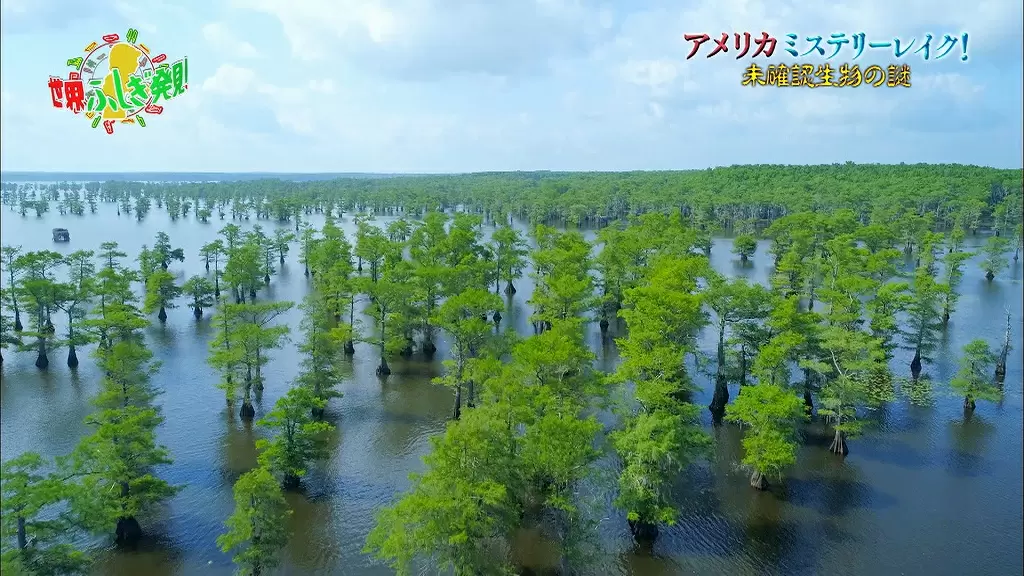 世界に存在する未確認生物の発見地ってどんなところ Tbsテレビ