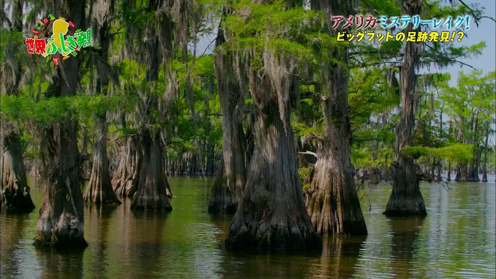世界に存在する未確認生物の発見地ってどんなところ Tbsテレビ