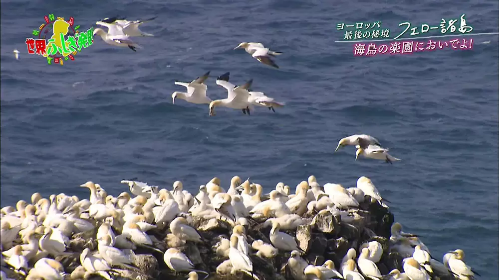 海鳥たちにとってはまさに楽園の地
