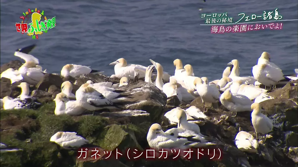 ガネット