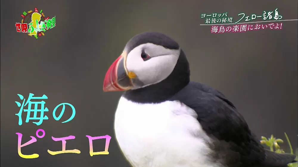 パフィン