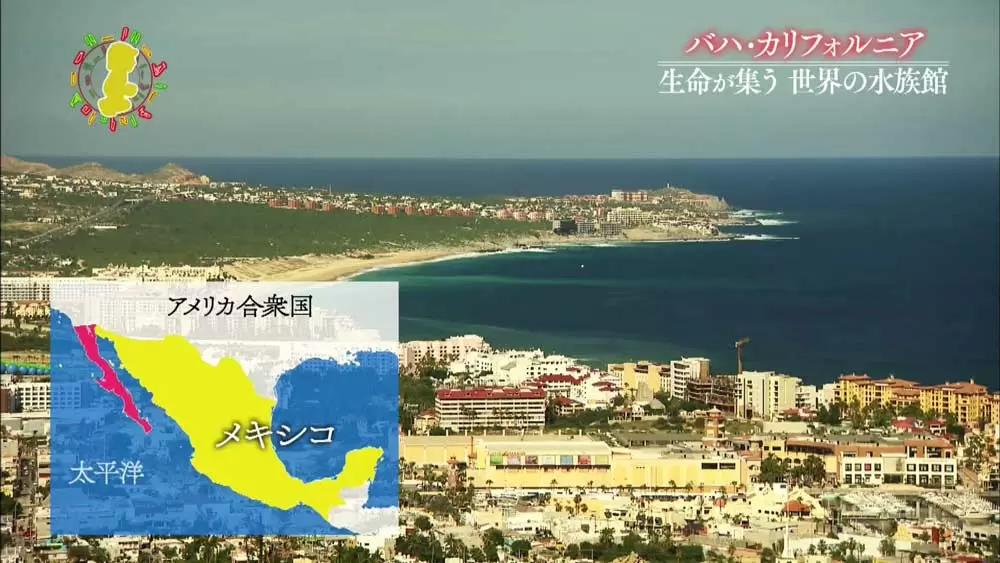 神絶景 世界の水族館と呼ばれるコルテス海の神秘 Tbsテレビ 神絶景 世界の水族館と呼ばれるコルテス海の神秘 Tbsテレビ