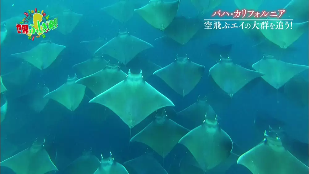 神絶景 世界の水族館と呼ばれるコルテス海の神秘 Tbsテレビ 神絶景 世界の水族館と呼ばれるコルテス海の神秘 Tbsテレビ