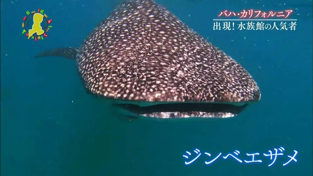 ジンベエザメ