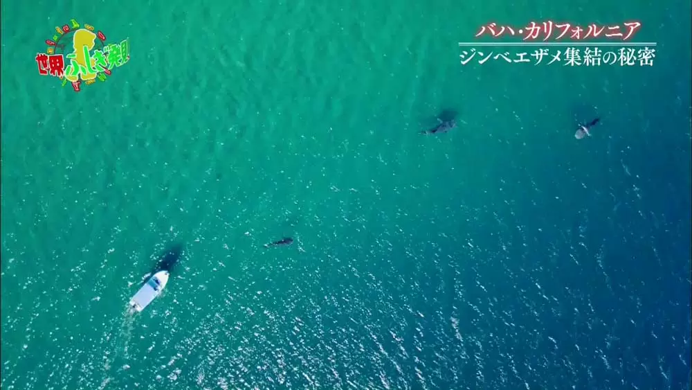 ジンベイザメの集団