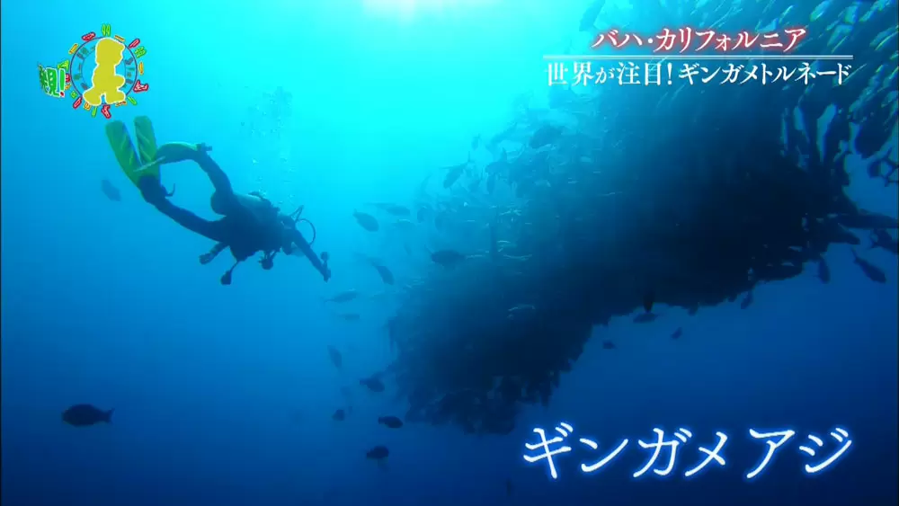 ギンガメアジ