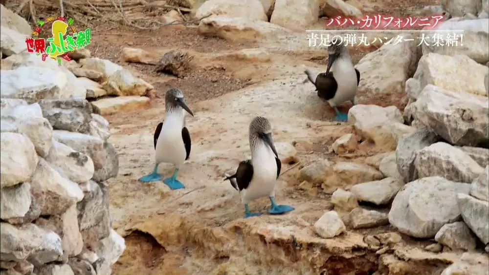 かわいい！青い足の不思議な鳥｜TBSテレビ