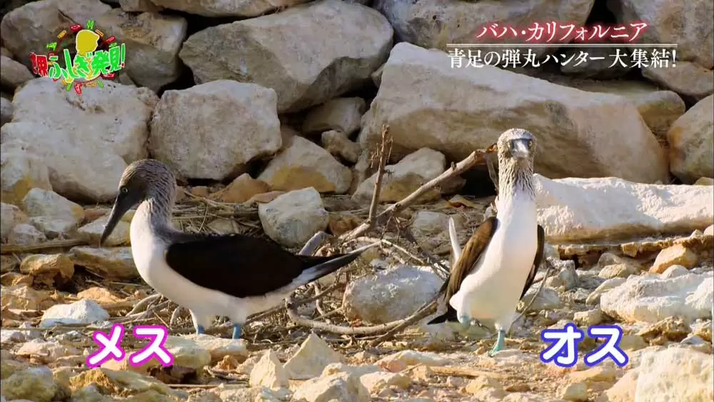 かわいい 青い足の不思議な鳥 Tbsテレビ