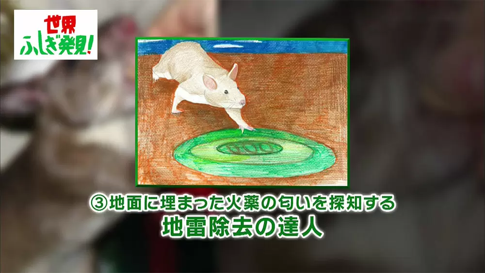 クモの動きが火星探査機に 実は生物が人の暮らしに貢献していること知ってました 世界ふしぎ発見 Tbsテレビ