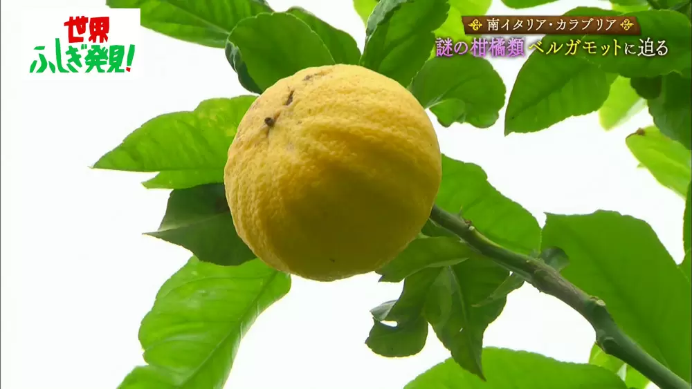 世界一高価な柑橘類は苦くて美味しくない 世界ふしぎ発見 Tbsテレビ 世界一高価な柑橘類は苦くて美味しくない 世界ふしぎ発見 Tbsテレビ