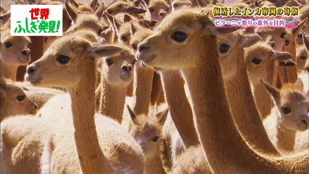 ショール1枚60万円 カシミヤより10倍高価な幻の繊維があった 世界ふしぎ発見 Tbsテレビ