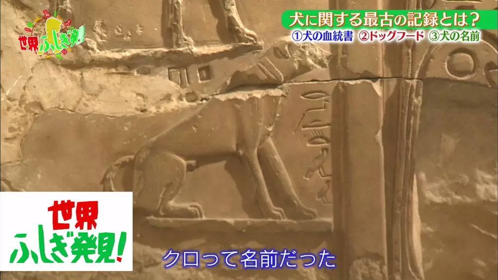 古代エジプトは ビール と 犬の の発祥らしい 世界ふしぎ発見 Tbsテレビ 古代エジプトは ビール と 犬の の発祥らしい 世界ふしぎ発見 Tbsテレビ
