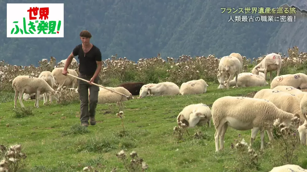 人類最古の職業 羊飼い ってどんな仕事 世界ふしぎ発見 Tbsテレビ 人類最古の職業 羊飼い ってどんな仕事 世界ふしぎ発見 Tbsテレビ