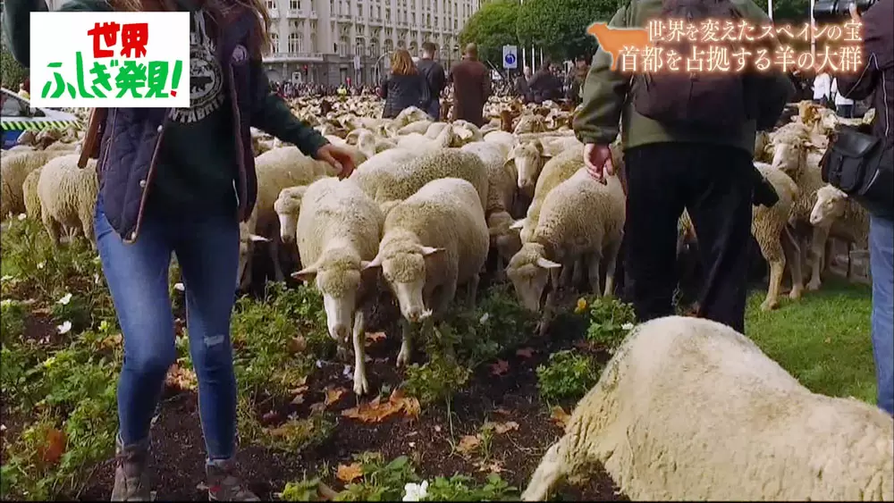 街が 羊 に占拠される これってなに 世界ふしぎ発見 Tbsテレビ 街が 羊 に占拠される これってなに 世界ふしぎ発見 Tbsテレビ