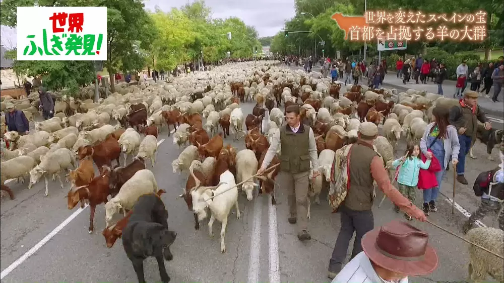 街が 羊 に占拠される これってなに 世界ふしぎ発見 Tbsテレビ 街が 羊 に占拠される これってなに 世界ふしぎ発見 Tbsテレビ