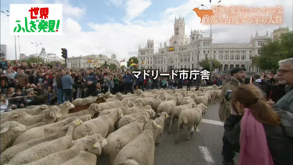 街が 羊 に占拠される これってなに 世界ふしぎ発見 Tbsテレビ 街が 羊 に占拠される これってなに 世界ふしぎ発見 Tbsテレビ