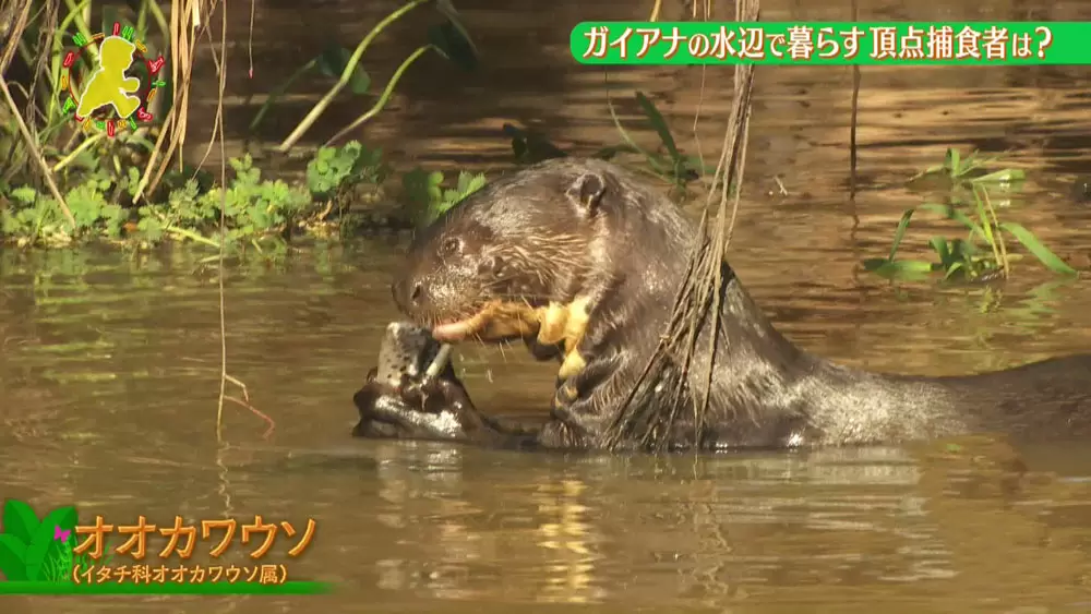 ワニをも襲う 食物連鎖の頂点に君臨する カワウソ がいるって本当 世界ふしぎ発見 Tbsテレビ