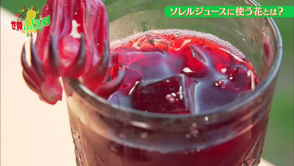 南国の花から作った 美肌に効くジュース とは 世界ふしぎ発見 Tbsテレビ