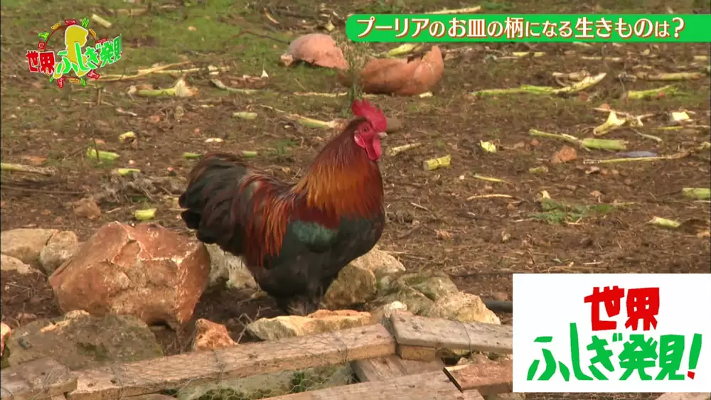 なんとあの生き物が 悪魔を祓う 太陽の象徴 とされていた 世界ふしぎ発見 Tbsテレビ